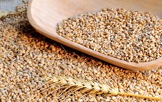Getreide - Grundlage für unsere Ernährung